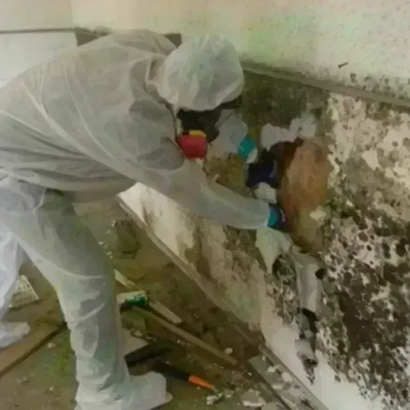 Mold Remediation and Removal in Bells, TX